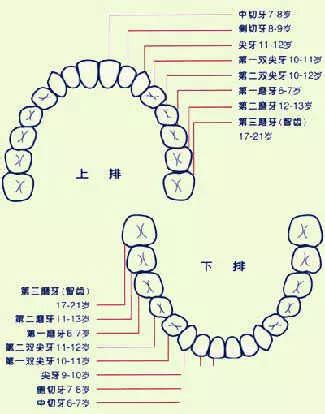 牙齒相學|面相大全——牙齒